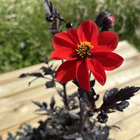 Pulp Fiction Dahlia