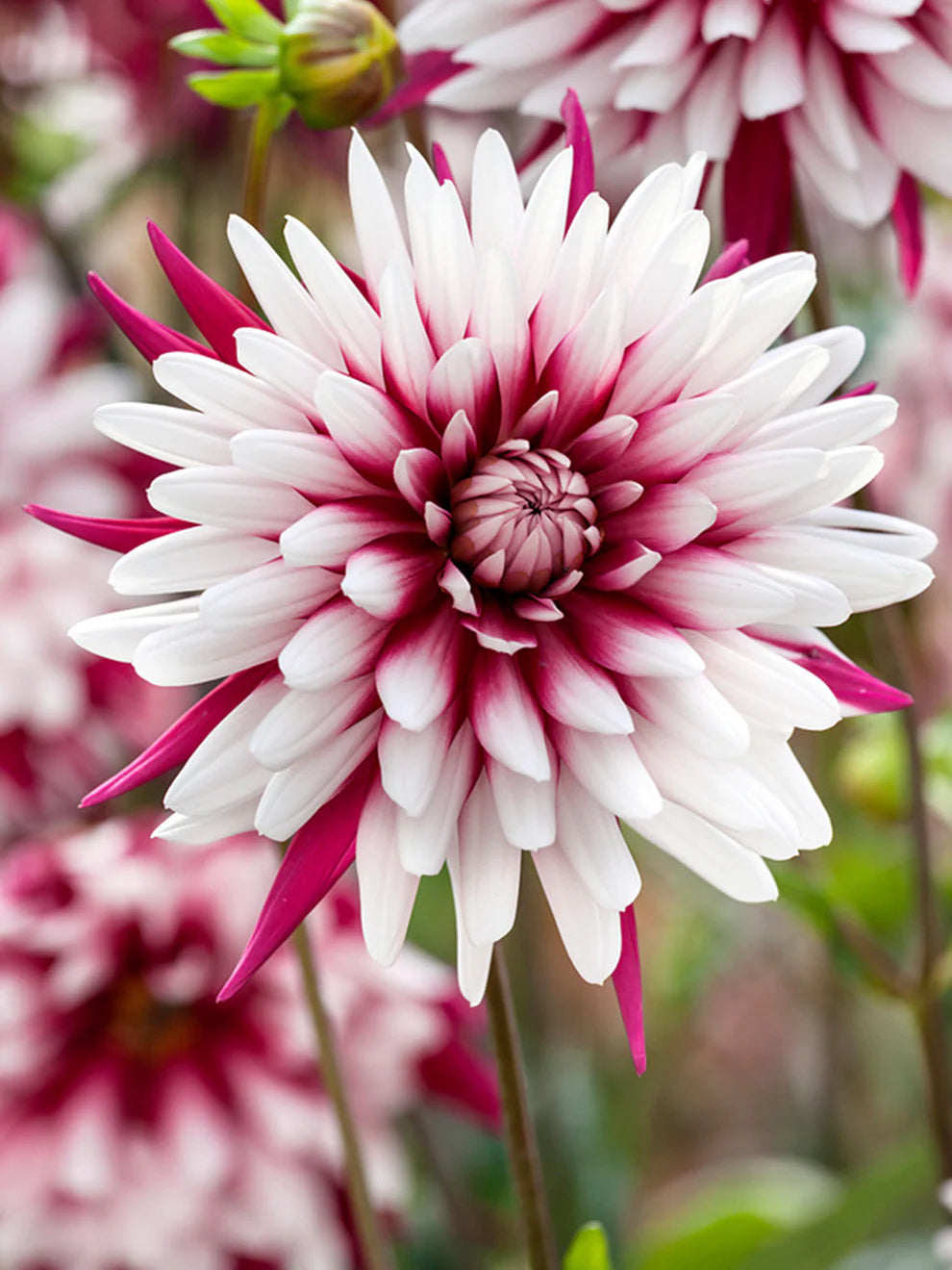 Rebecca's World Dahlia