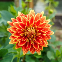 Explosion Dahlia