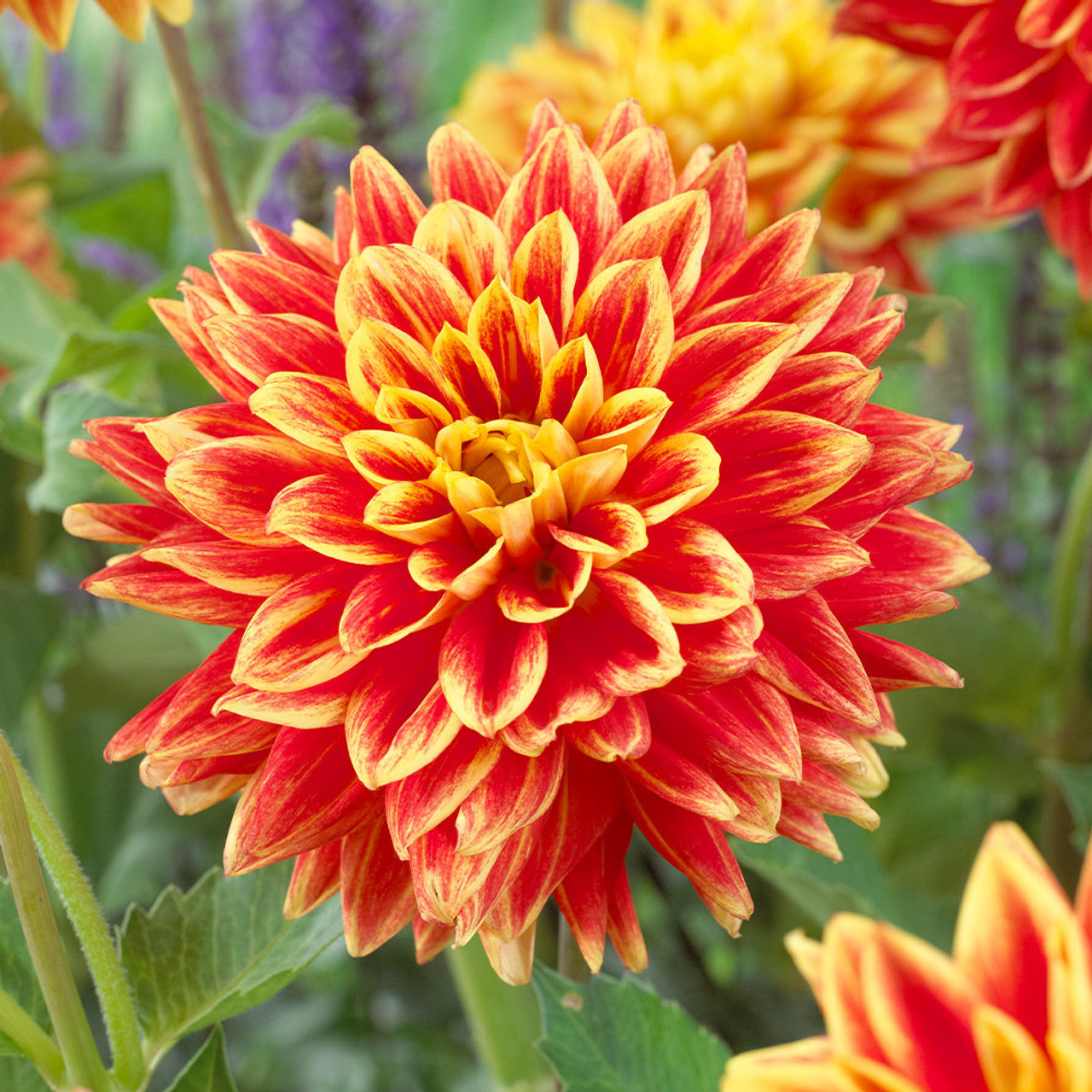 Explosion Dahlia