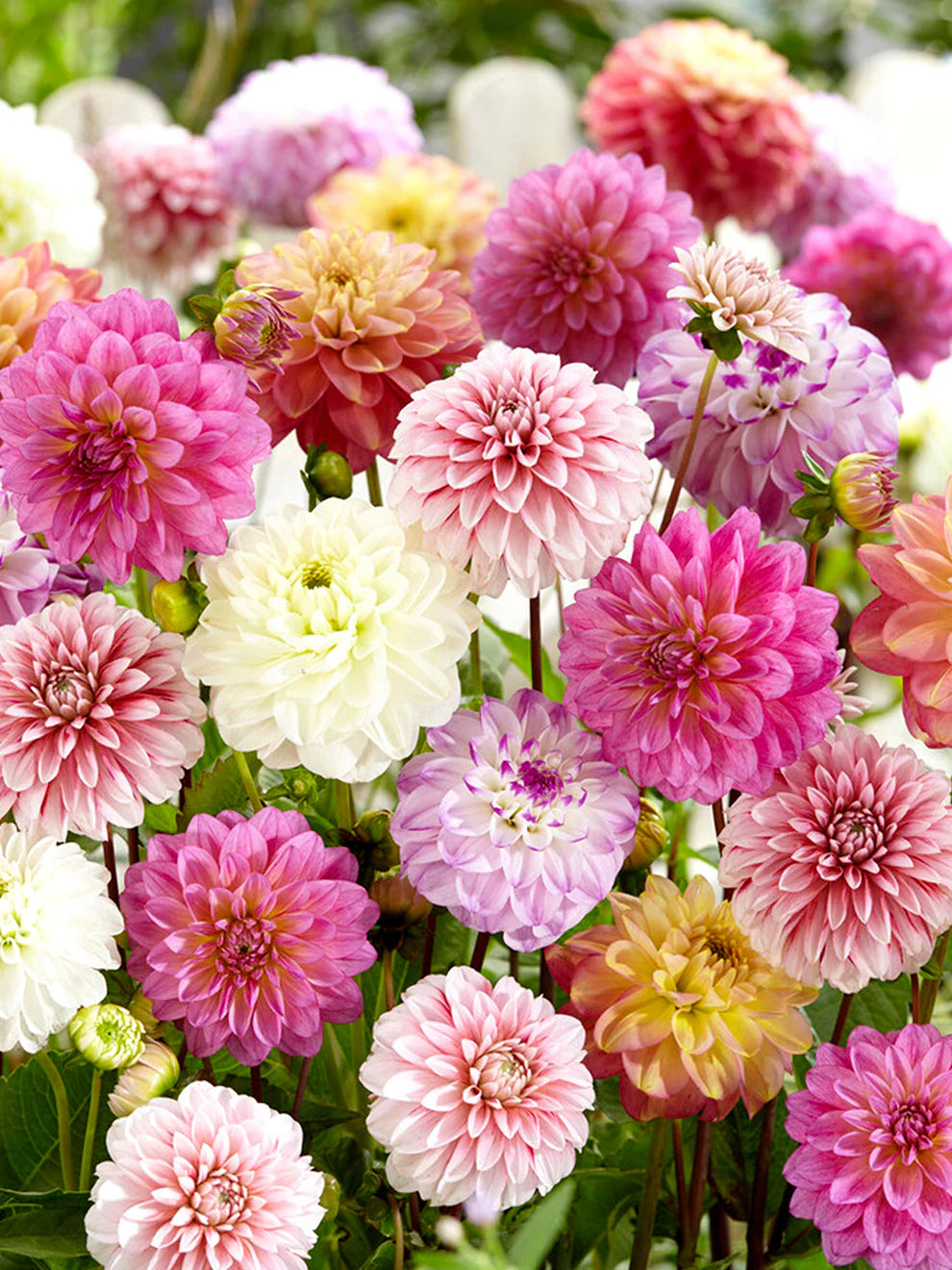 Midsummer Melody Dahlia Mixture