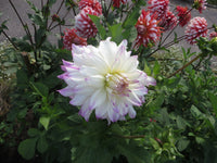 Ferncliff Illusion Dahlia