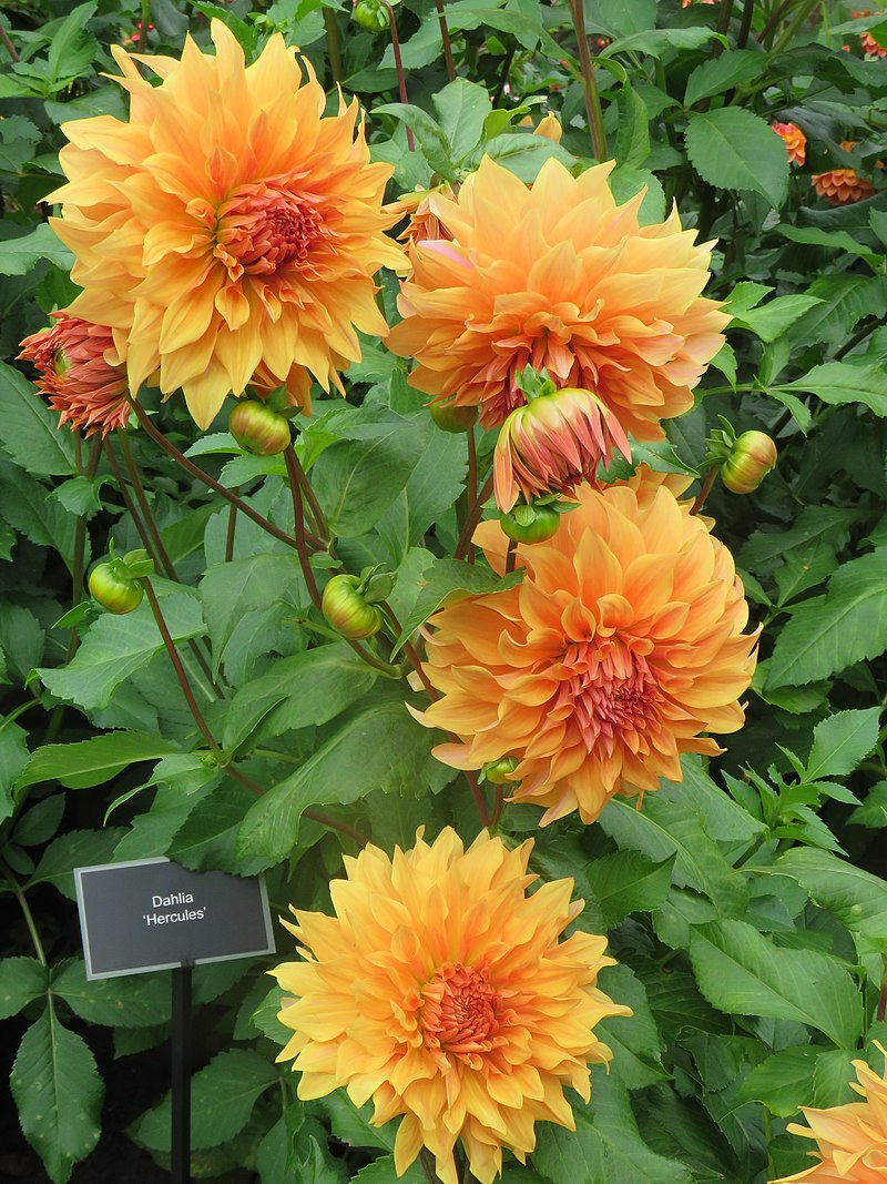 Hercules Dahlia