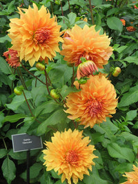 Hercules Dahlia