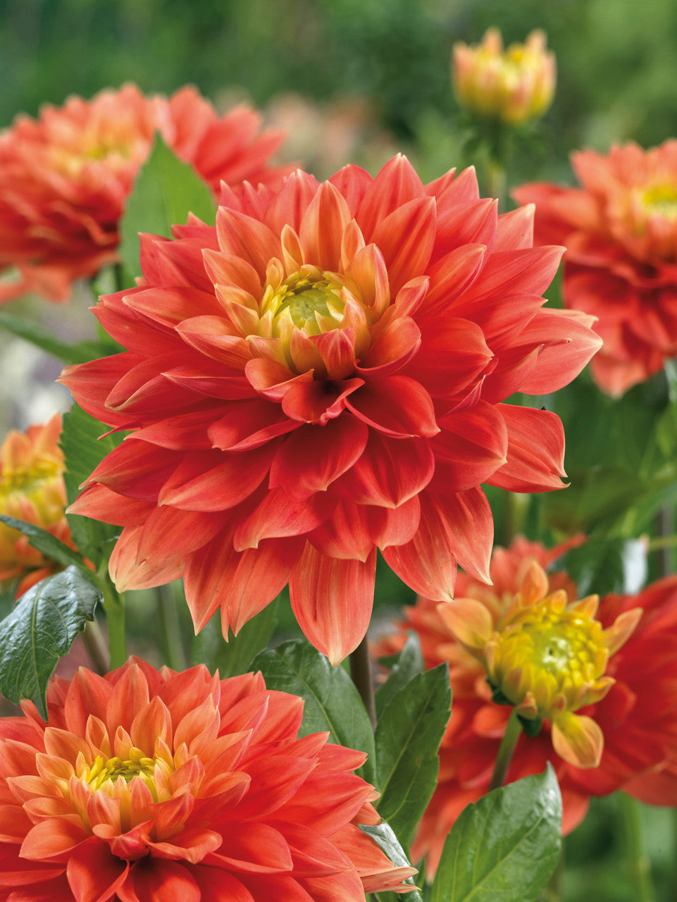 Sunset Tropicana Dahlia