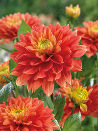Sunset Tropicana Dahlia