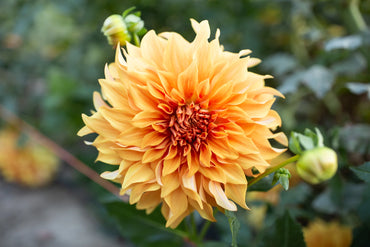 Hercules Dahlia