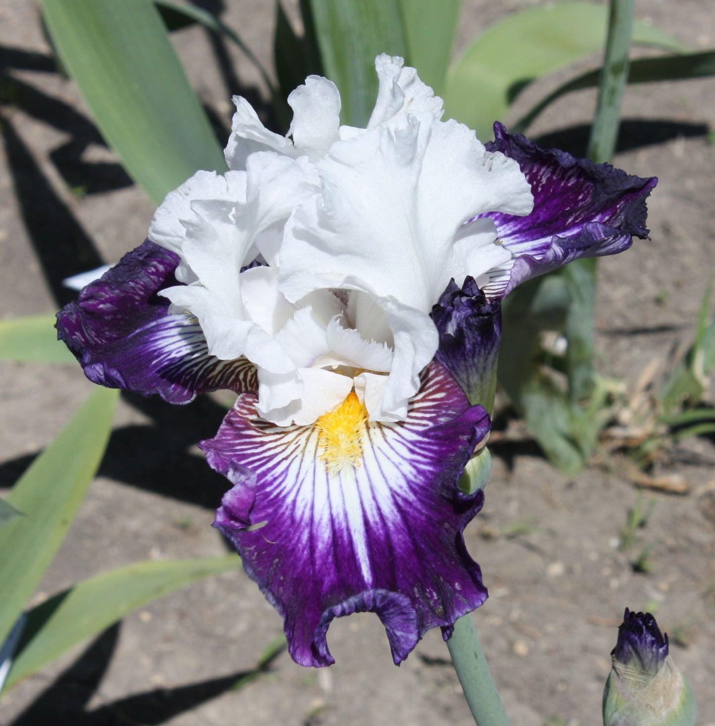 Merry Amigo Bearded Iris Seeds