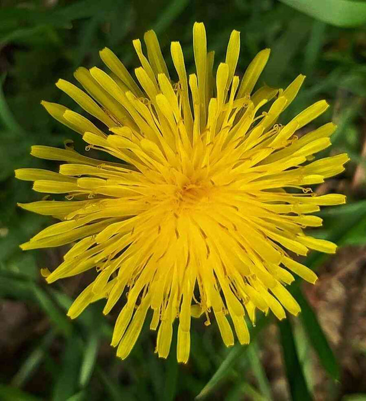 Dandelion Flower Seeds for Planting - 100