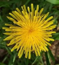 Dandelion Flower Seeds for Planting - 100