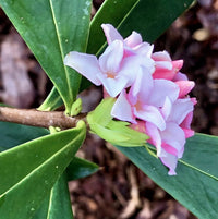 Daphne Seeds for Planting Organic, Heirloom, Non-GMO Flowering Shrub Seeds