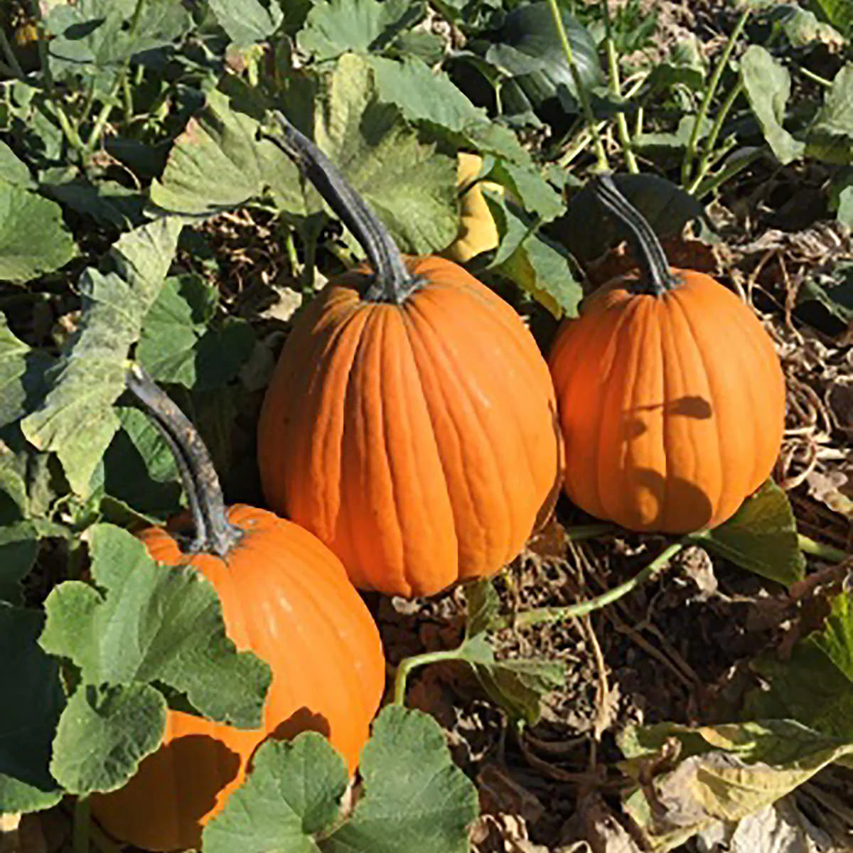 Darling – Pumpkin Seed