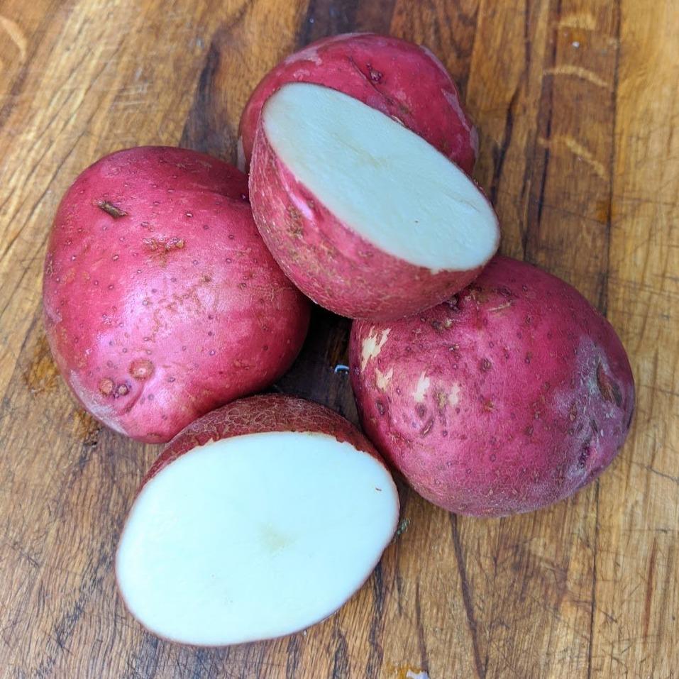 Dark Red Norland – Seed Potatoes
