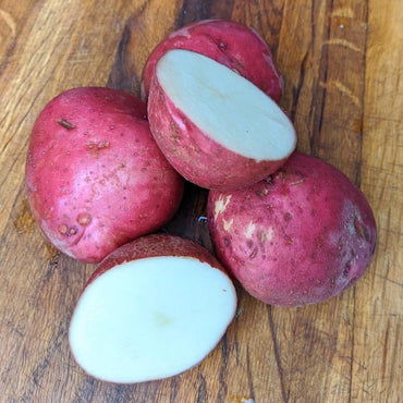 Dark Red Norland – Seed Potatoes