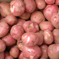 Dark Red Norland – Seed Potatoes