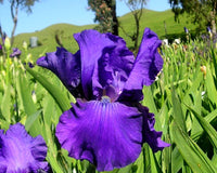 Dashing Reblooming Bearded Iris