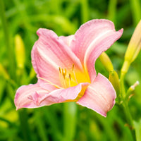 Daylily Flower Seeds 100 for Planting 100