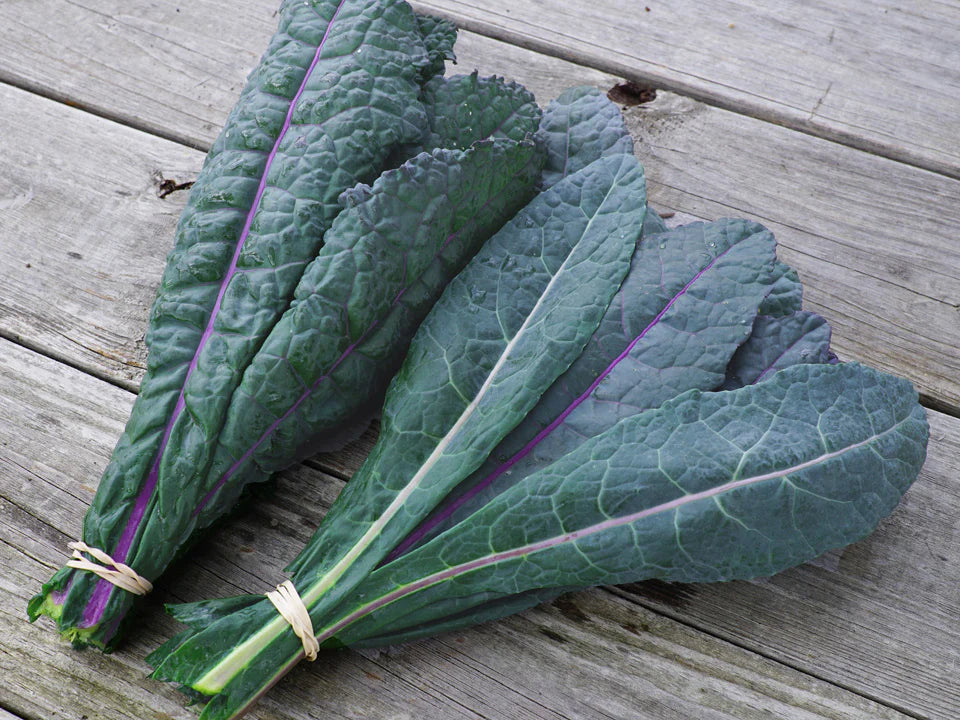 Dazzling Blue – Organic Kale Seed