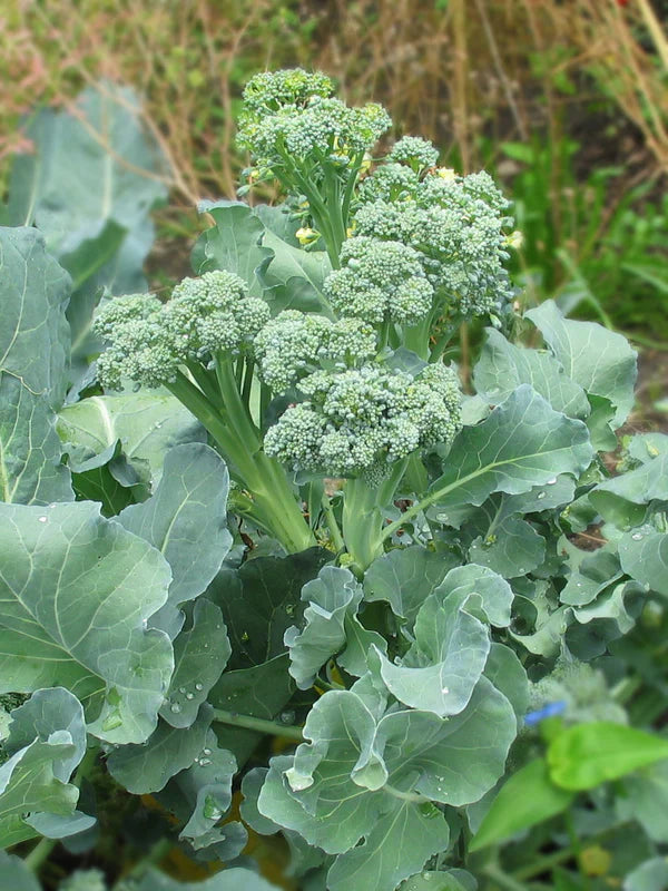 De Cicco – Organic Sprouting Broccoli Seeds