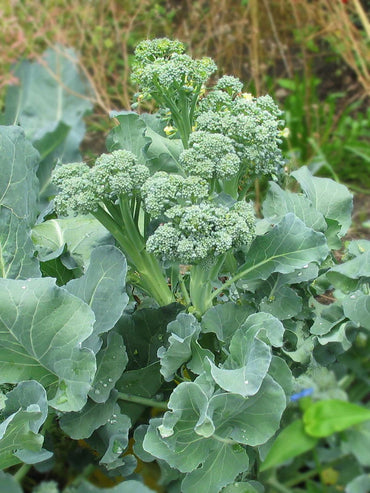 De Cicco – Organic Sprouting Broccoli Seeds