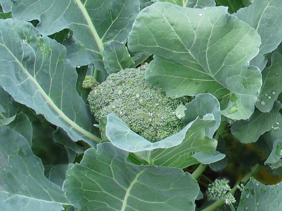 De Cicco – Organic Sprouting Broccoli Seeds