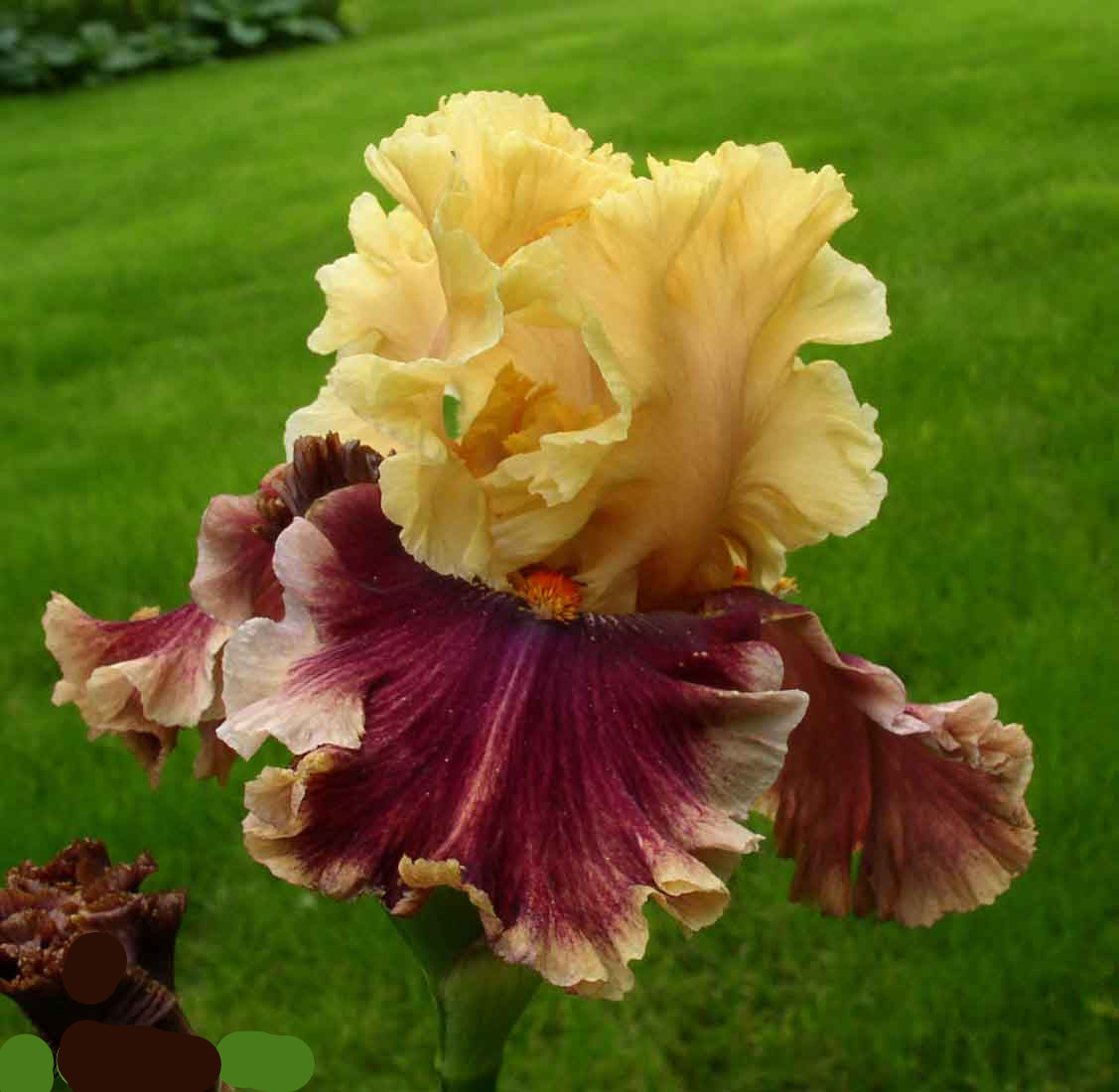 Kathy Chilton Bearded Iris Seeds