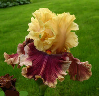 Kathy Chilton Bearded Iris Seeds