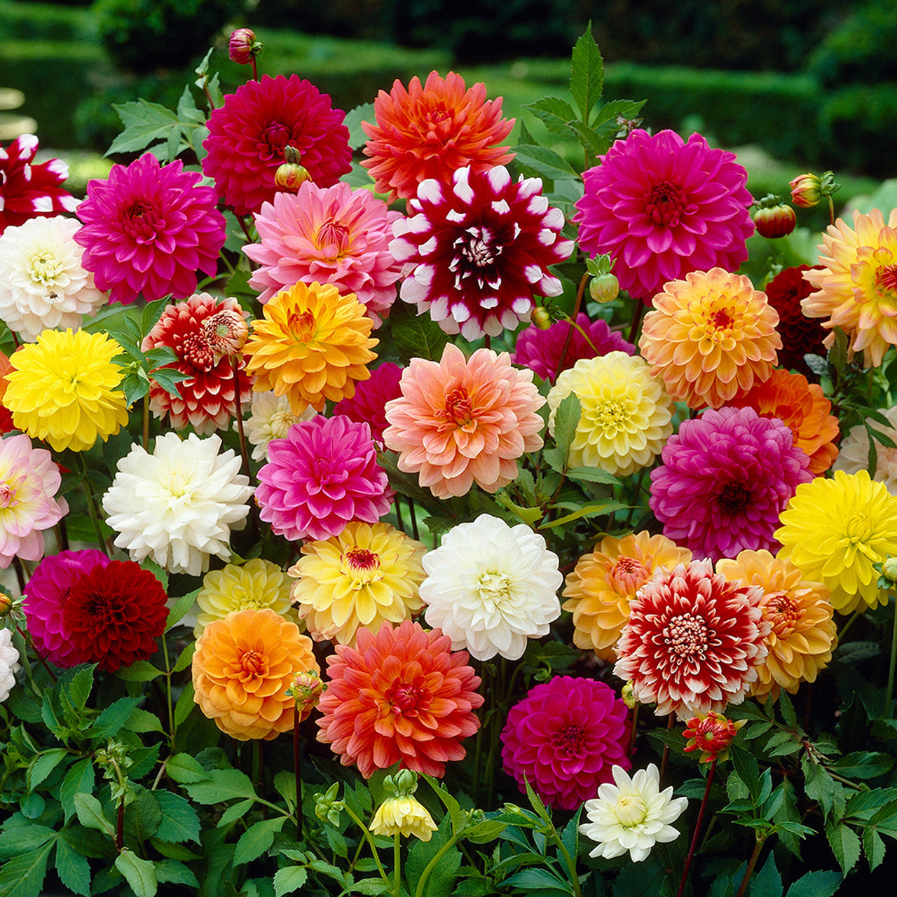 Beach Ball Dahlia Mixture
