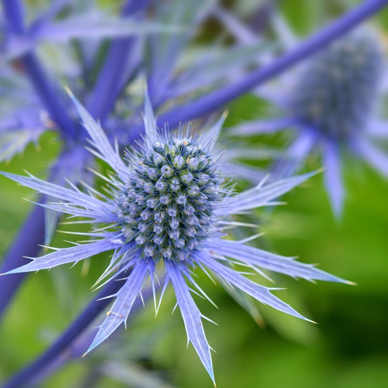 Sea Holly- Deep Blue
