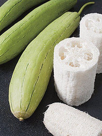 Delicious Organic Perennial Sponge Gourd Seeds