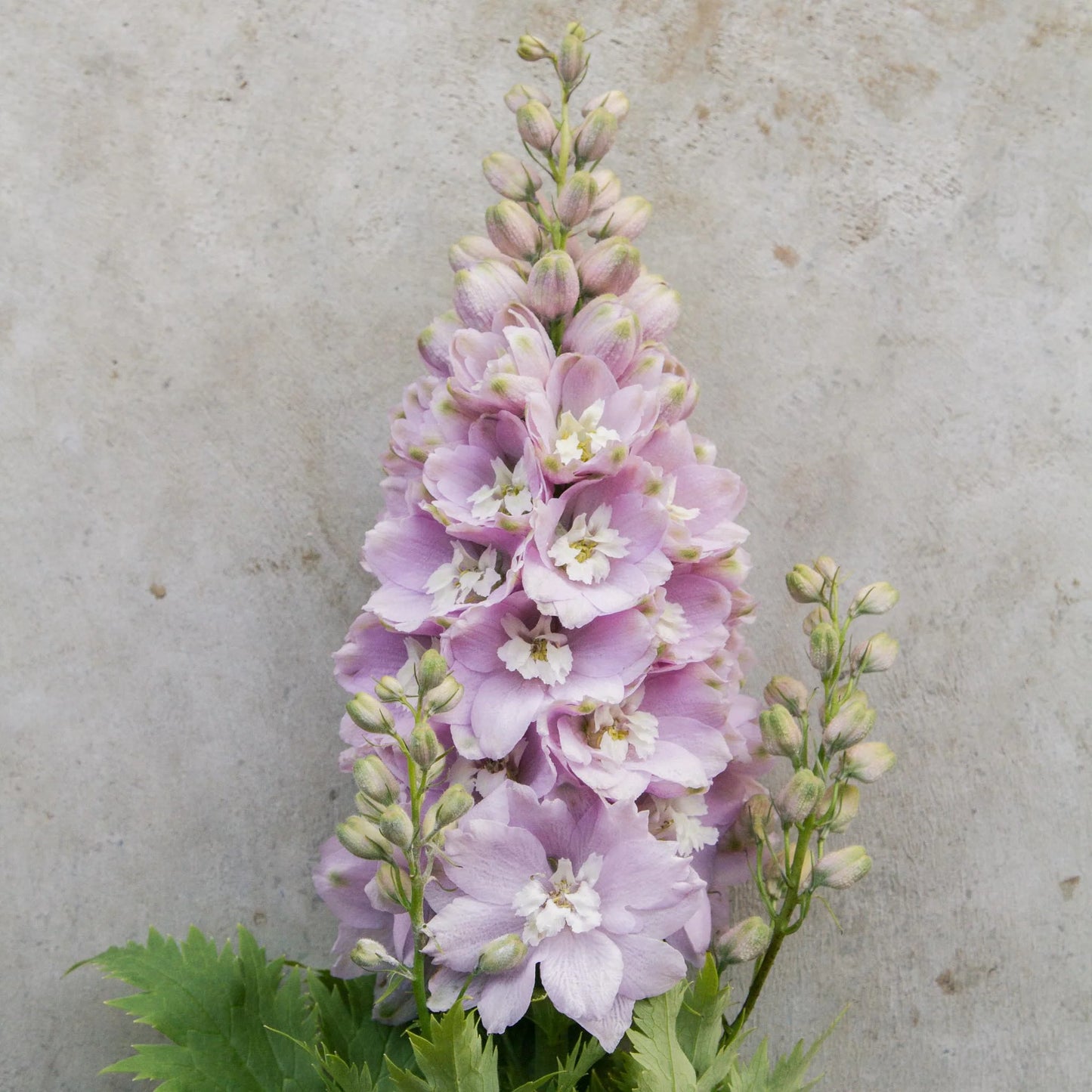 Magic Fountains Cherry Blossom – Delphinium Seed