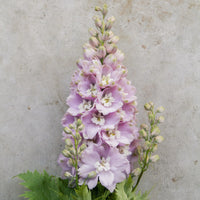 Magic Fountains Cherry Blossom – Delphinium Seed