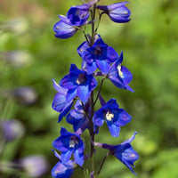 Delphinium- Butterfly Blue