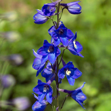 Delphinium- Butterfly Blue