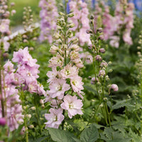 Magic Fountains Cherry Blossom – Delphinium Seed