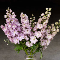 Magic Fountains Cherry Blossom – Delphinium Seed