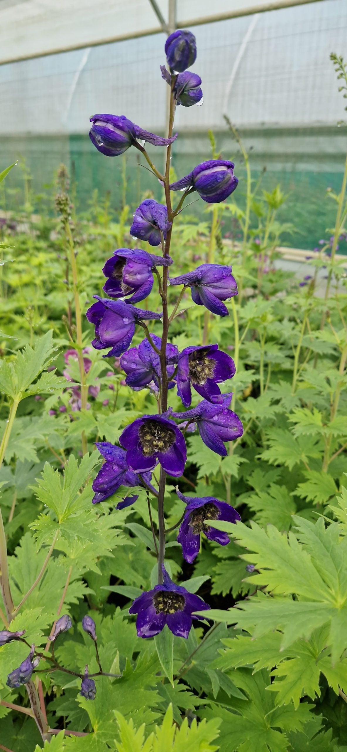 Delphinium- Pacific Black Knight
