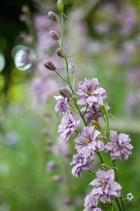 Misty Lavender – Larkspur Seed