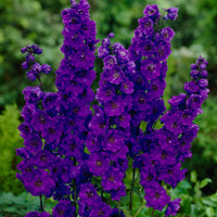 Delphinium- Pacific Black Knight