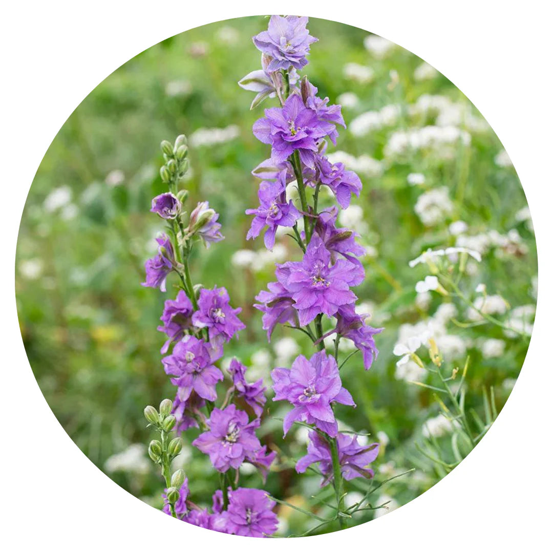 QIS? Lilac – Larkspur Seed