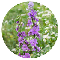 QIS? Lilac – Larkspur Seed