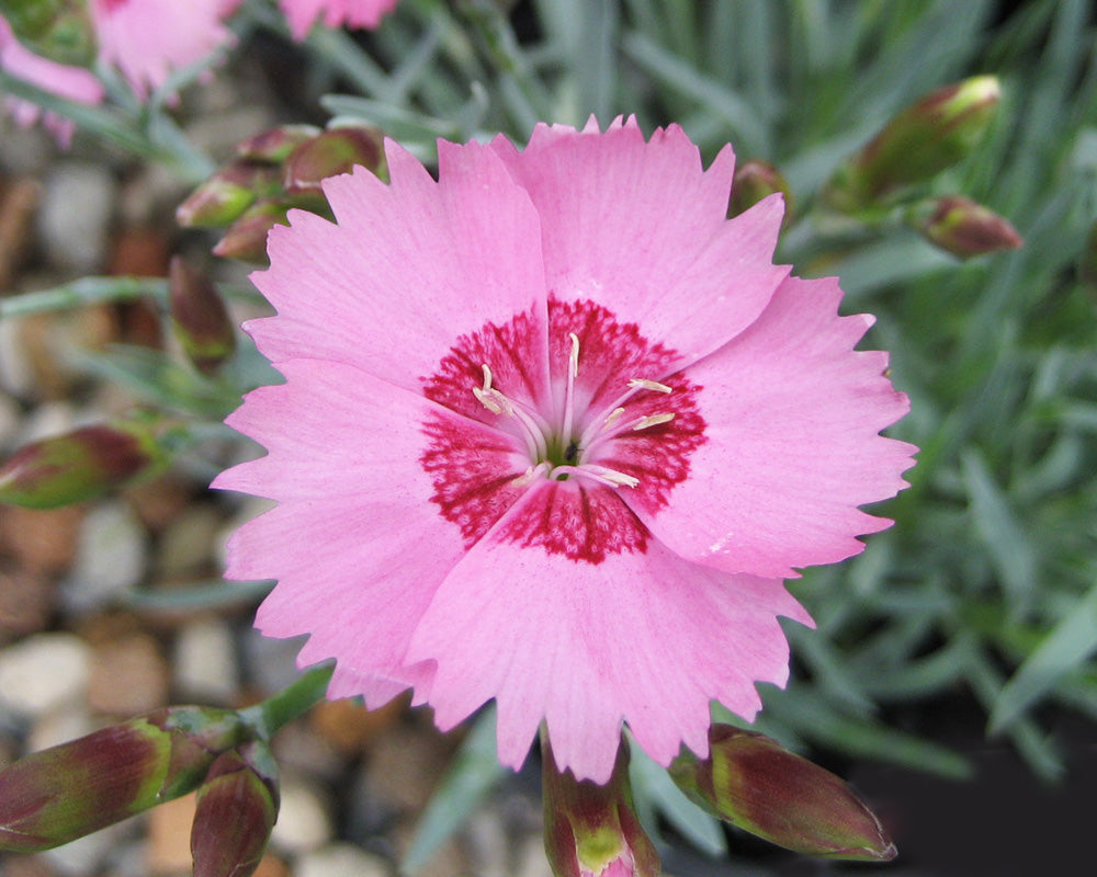 Dianthus- Allwood's Pink