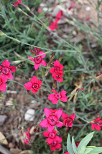 Dianthus- Carmine Red