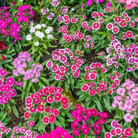 Dianthus- Baby Doll Mix