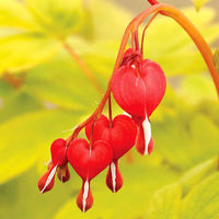 Red Old-Fashioned Bleeding Heart