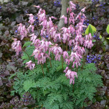 Fernleaf Bleeding Heart