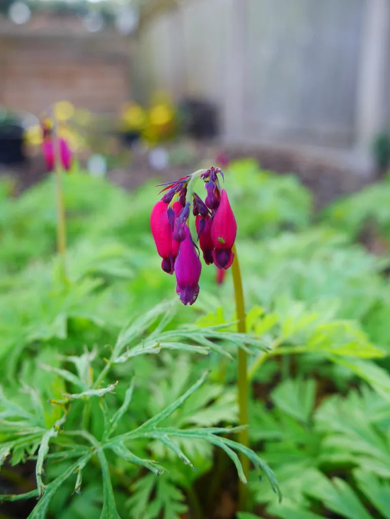 Bacchanal Bleeding Heart