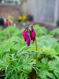 Bacchanal Bleeding Heart