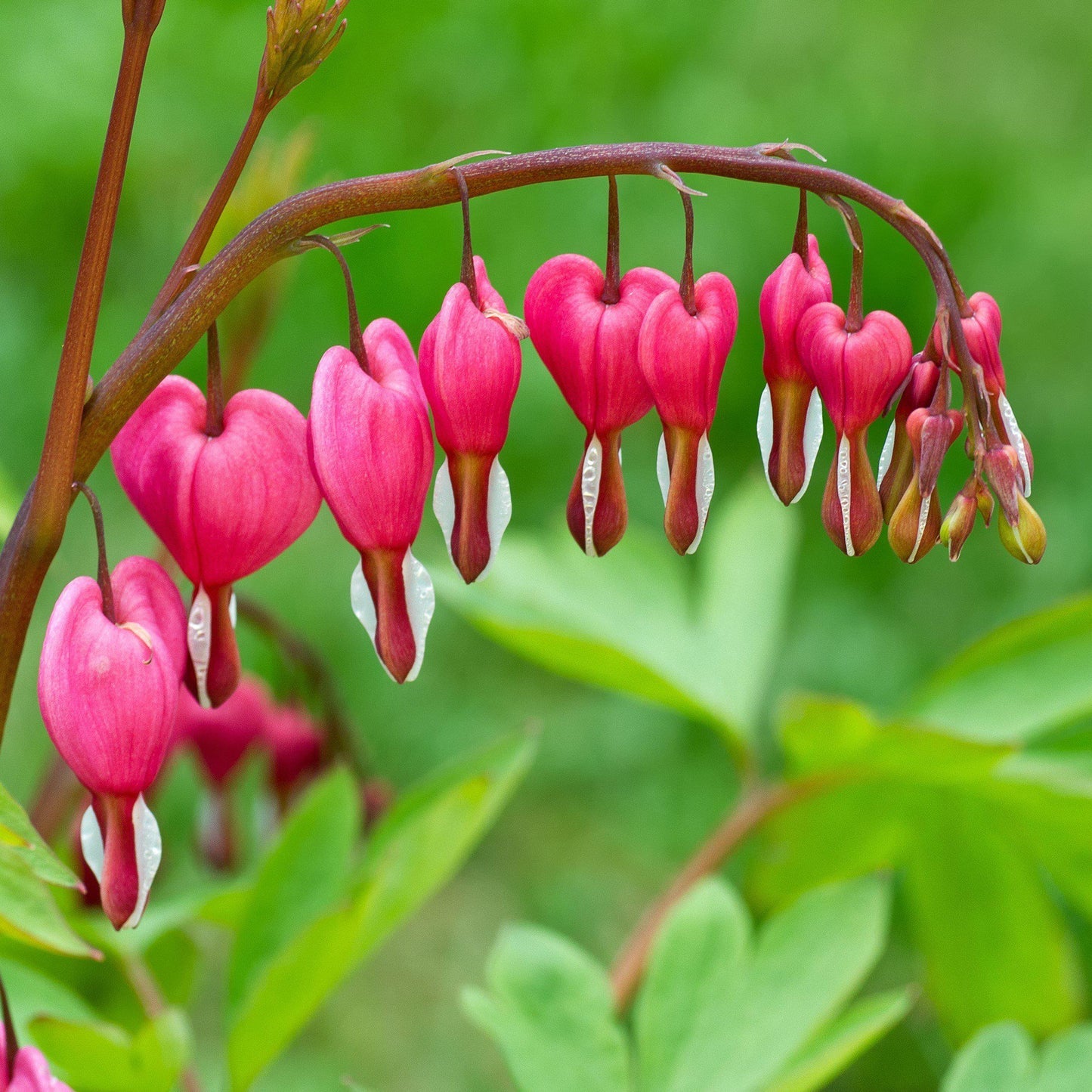 Old-Fashioned Bleeding Heart