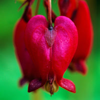 Bacchanal Bleeding Heart